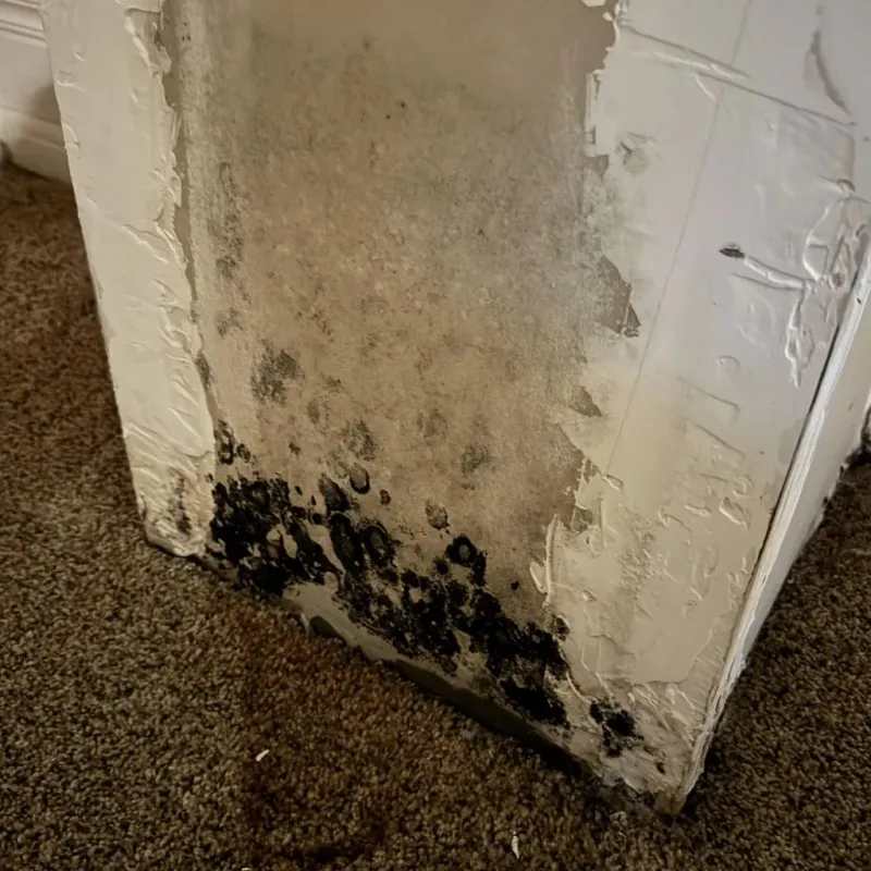 Professional Mold Removal in Graysville, TN